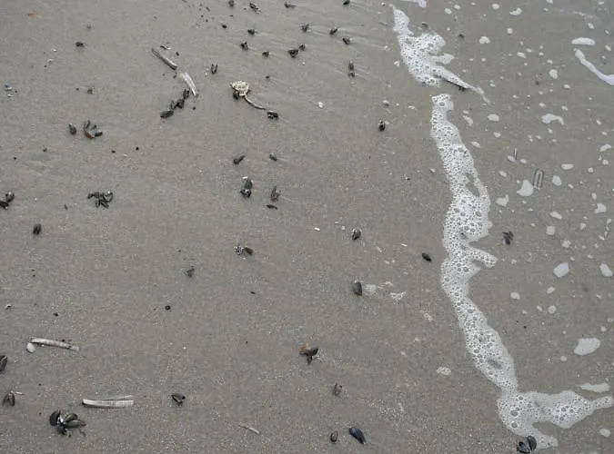 Strandslag Zanddijk 229 Aan Zee