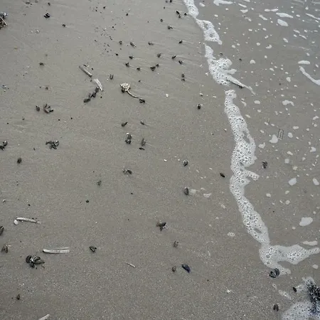 Strandslag Zanddijk 229 Aan Zee